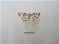 藏品(粉蝶燈蛾)的圖片